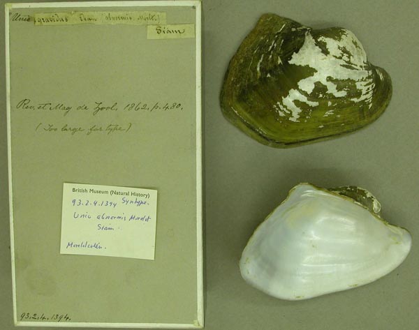 image of lot BMNH_93-2-4-1394