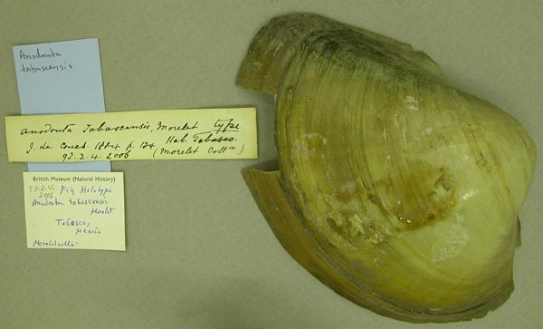 image of lot BMNH_93-2-4-2006