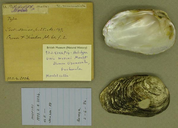 image of lot BMNH_93-2-4-2026