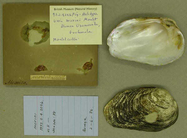 image of lot BMNH_93-2-4-2026