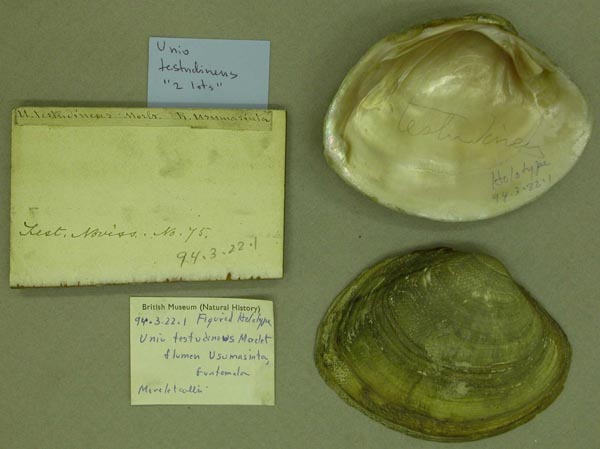 image of lot BMNH_94-3-22-1