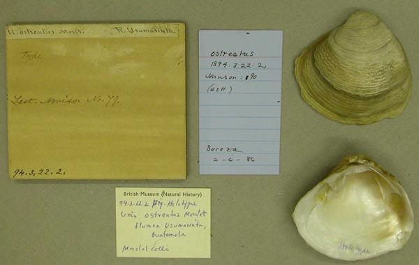 image of lot BMNH_94-3-22-2