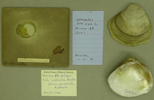 image of lot BMNH_94-3-22-2