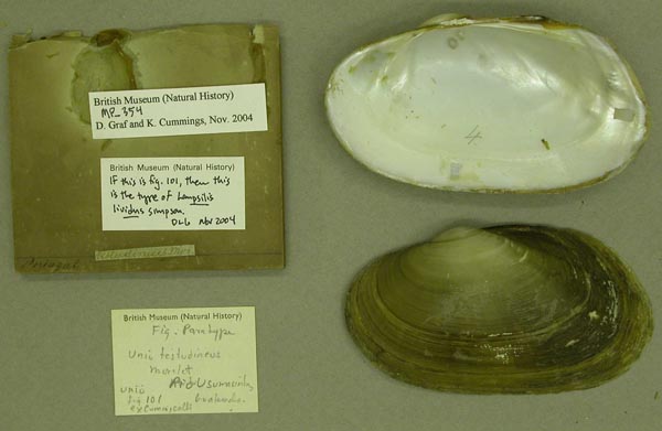 specimen