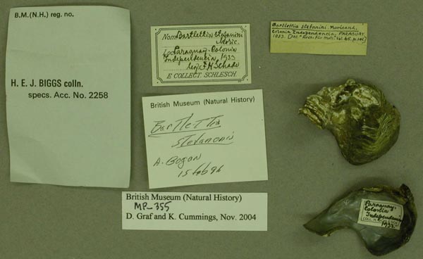 image of lot BMNH_MP_355 image of lot BMNH_MP_355