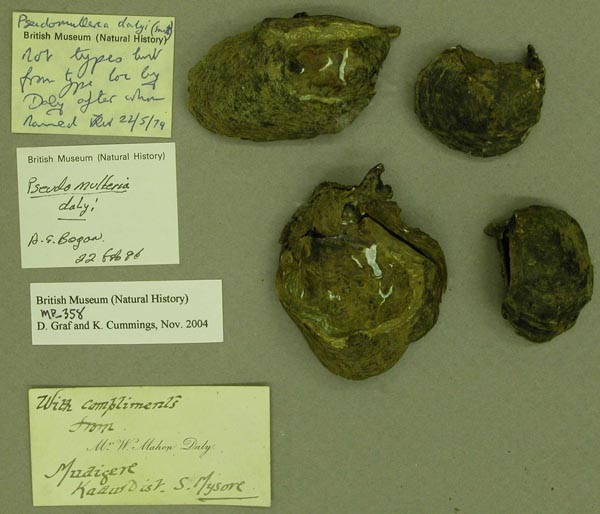 image of lot BMNH_MP_358