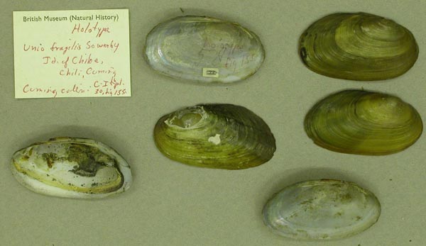specimen