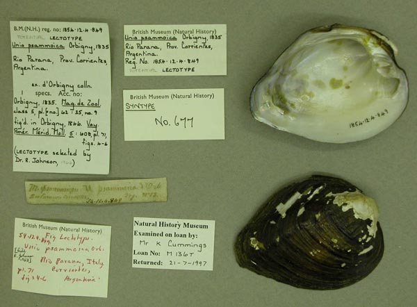 specimen