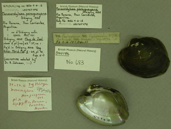 specimen