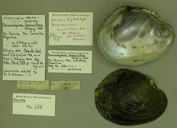 specimen
