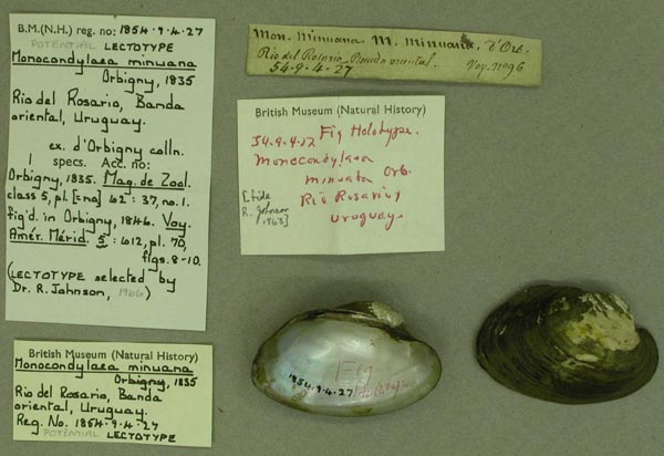 specimen