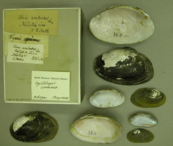 image of lot BMNH_1901-6-22-1513-1515