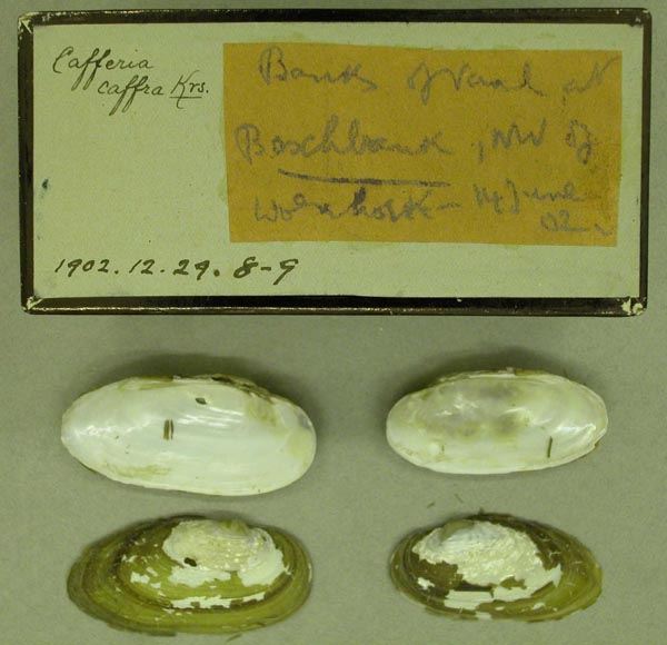 image of lot BMNH_1902-12-29-8-9