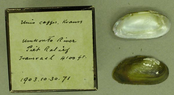 image of lot BMNH_1903-10-30-71