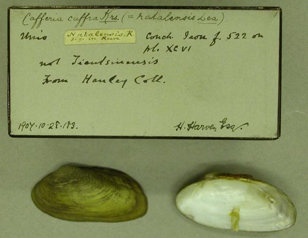 image of lot BMNH_1907-10-28-183