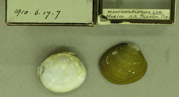 image of lot BMNH_1910-6-17-7