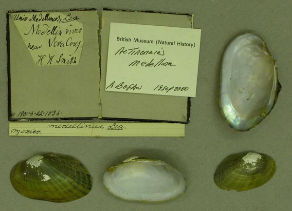 image of lot BMNH_1901-6-22-1536 image of lot BMNH_1901-6-22-1536