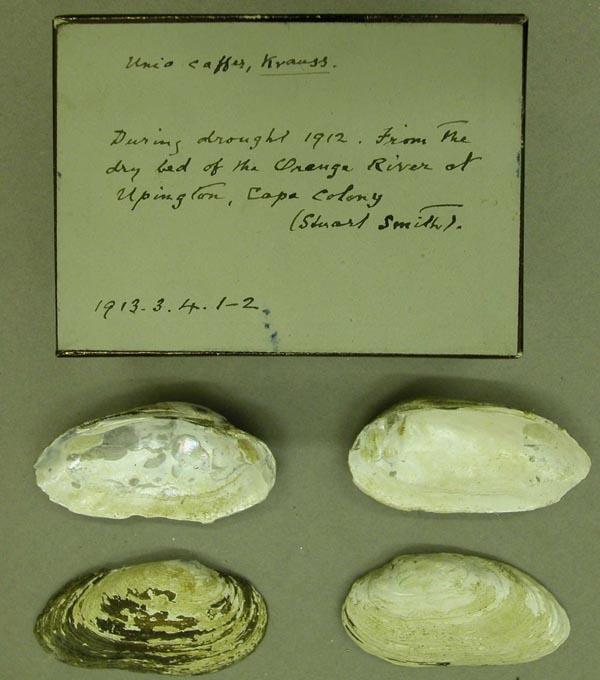 image of lot BMNH_1913-3-4-1-2