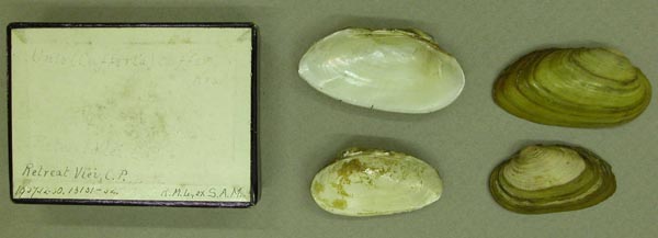 image of lot BMNH_1907-12-30-13131-13132