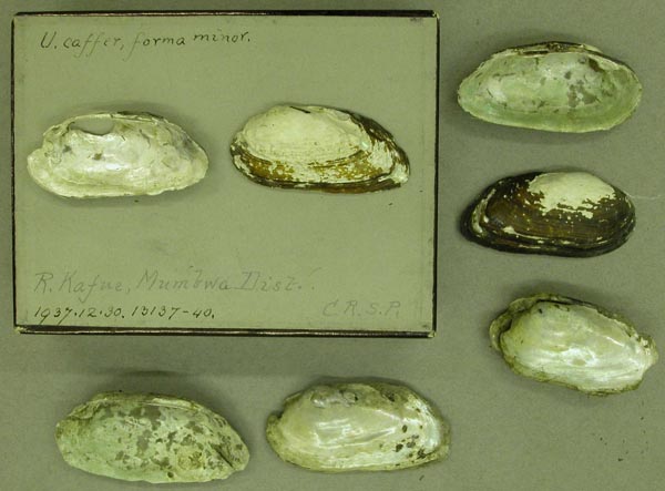 image of lot BMNH_1937-12-30-13137-13140