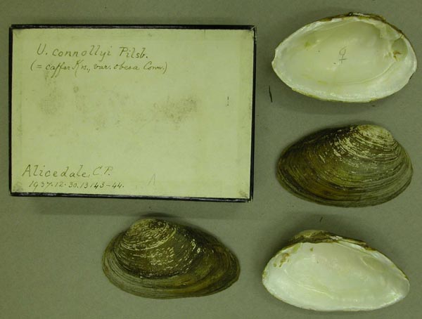 image of lot BMNH_1937-12-30-13143-13144