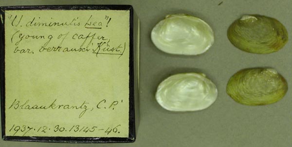 image of lot BMNH_1937-12-30-13145-13146