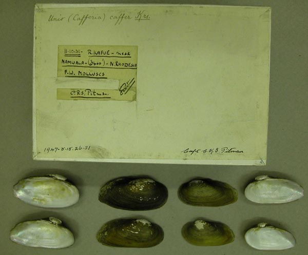 image of lot BMNH_1947-8-18-26-31