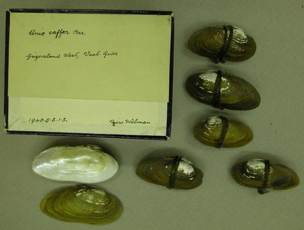 image of lot BMNH_1948-5-5-1-5