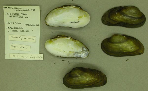 image of lot BMNH_1954-6-2-1450-1452