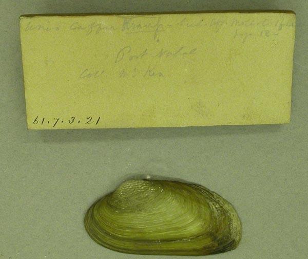 image of lot BMNH_61-7-3-21