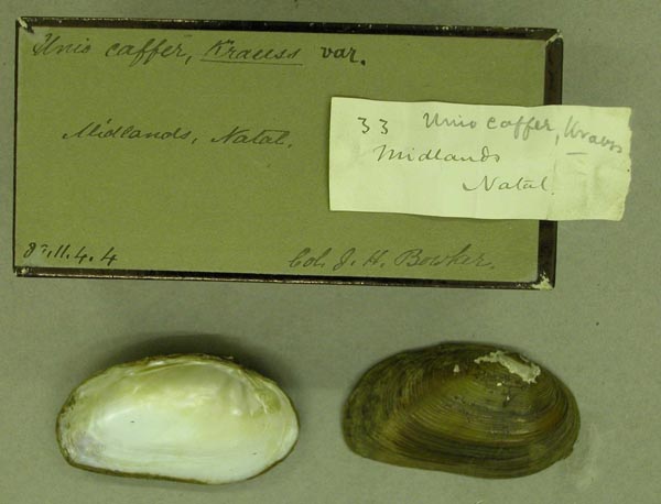 image of lot BMNH_89-11-4-4