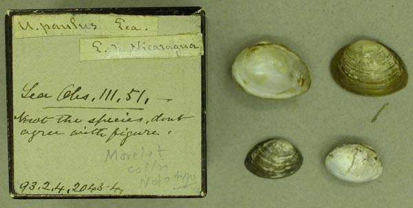 image of lot BMNH_93-2-4-2043-2044