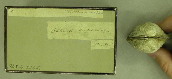 image of lot BMNH_93-2-4-2045