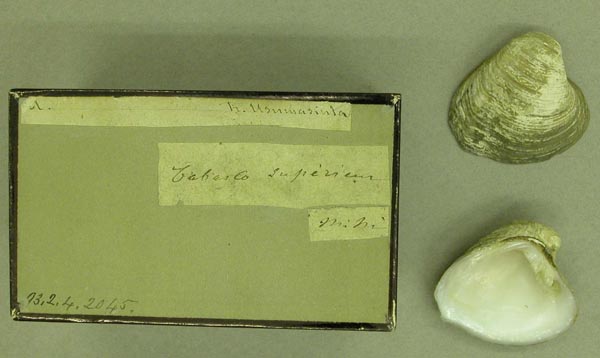 image of lot BMNH_93-2-4-2045