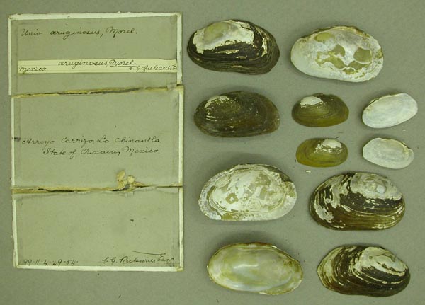 image of lot BMNH_99-11-4-49-54