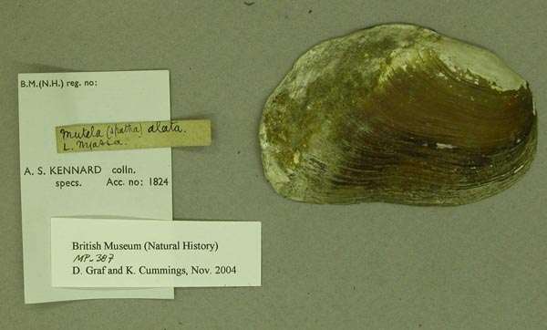 image of lot BMNH_MP_387