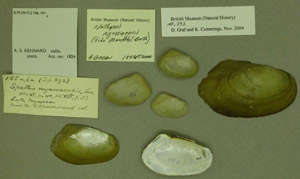 image of lot BMNH_MP_393