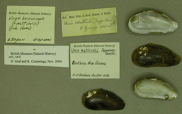 image of lot BMNH_MP_405