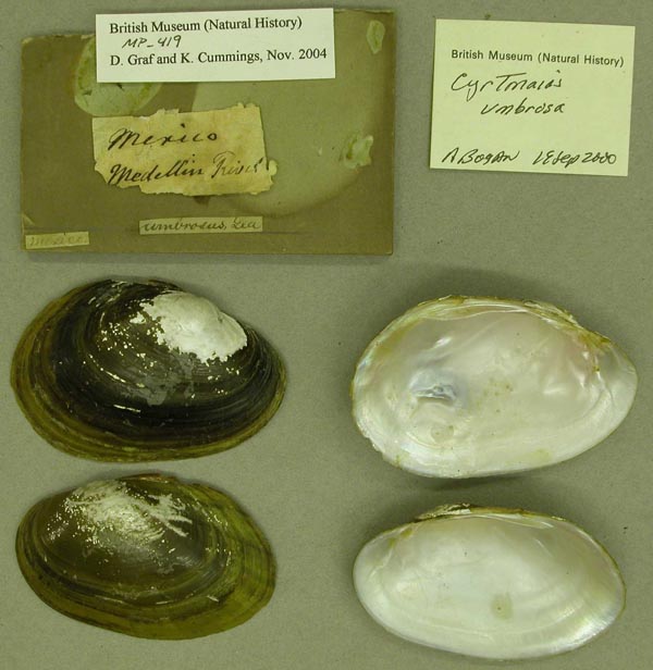 image of lot BMNH_MP_419