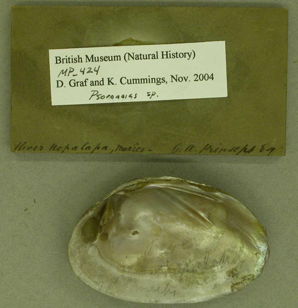 image of lot BMNH_MP_424