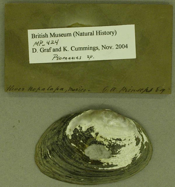 image of lot BMNH_MP_424