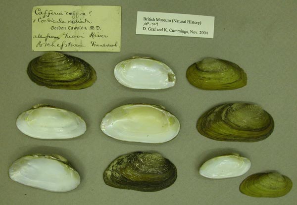 image of lot BMNH_MP_509