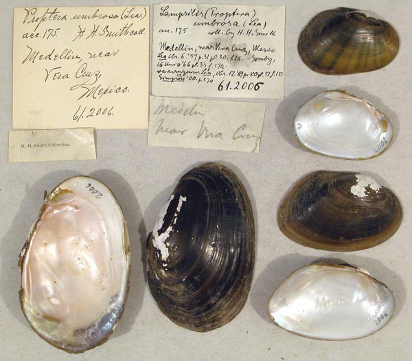 image of lot CM_61.2006