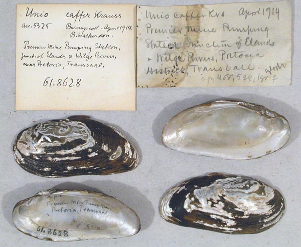 image of lot CM_61.8628