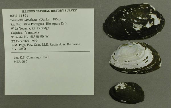 image of lot INHS_11891