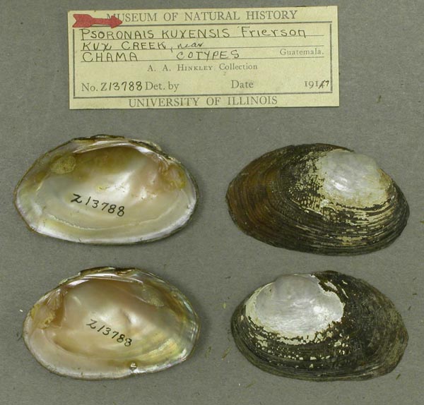 image of lot INHS_82263