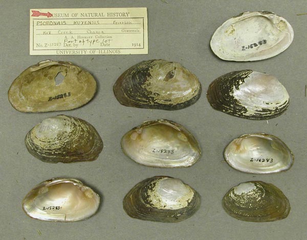 image of lot INHS_82277