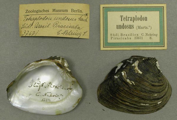 specimen