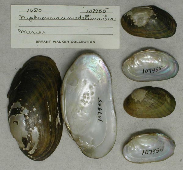 image of lot UMMZ_107955 image of lot UMMZ_107955