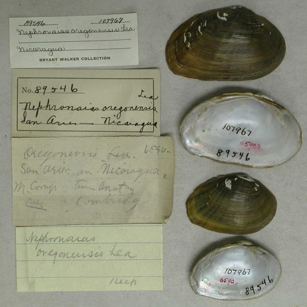 image of lot UMMZ_107967